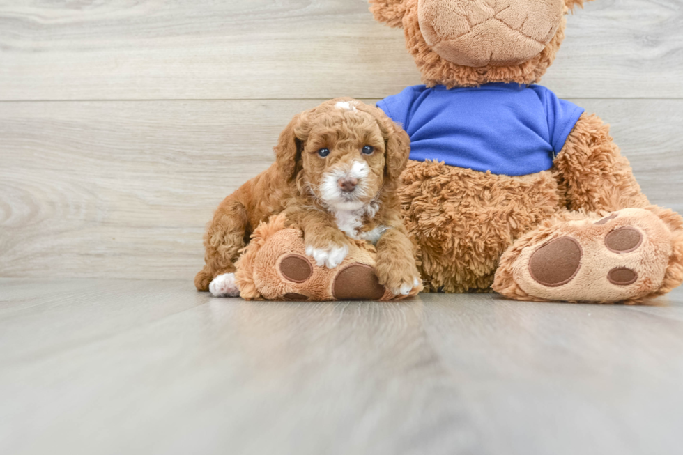 Akc Registered Poodle Baby