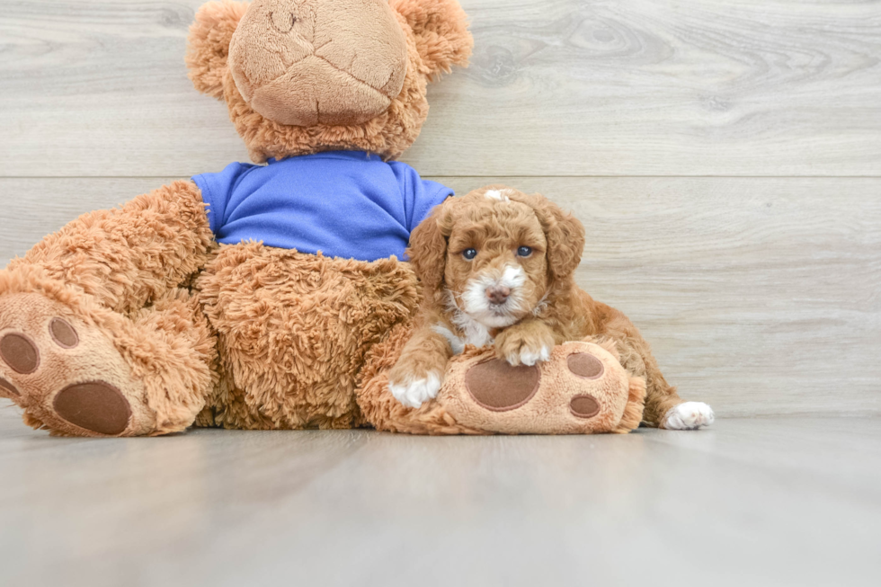 Hypoallergenic Poodle Baby