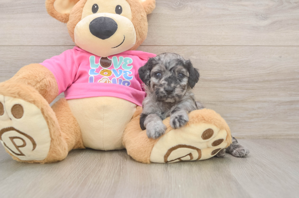 5 week old Poodle Puppy For Sale - Premier Pups
