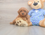 7 week old Poodle Puppy For Sale - Premier Pups