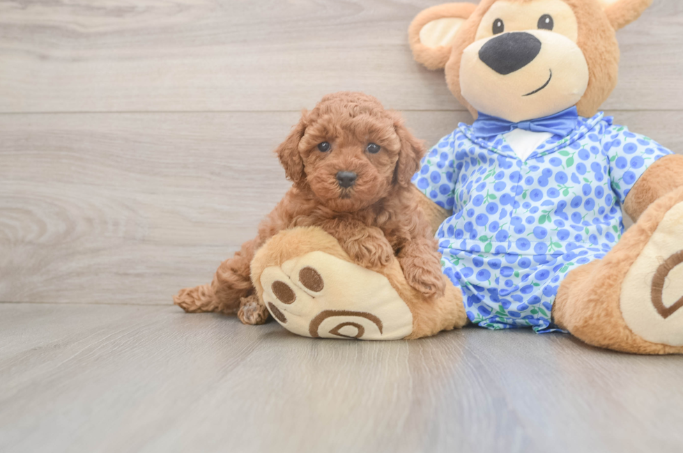 6 week old Poodle Puppy For Sale - Premier Pups