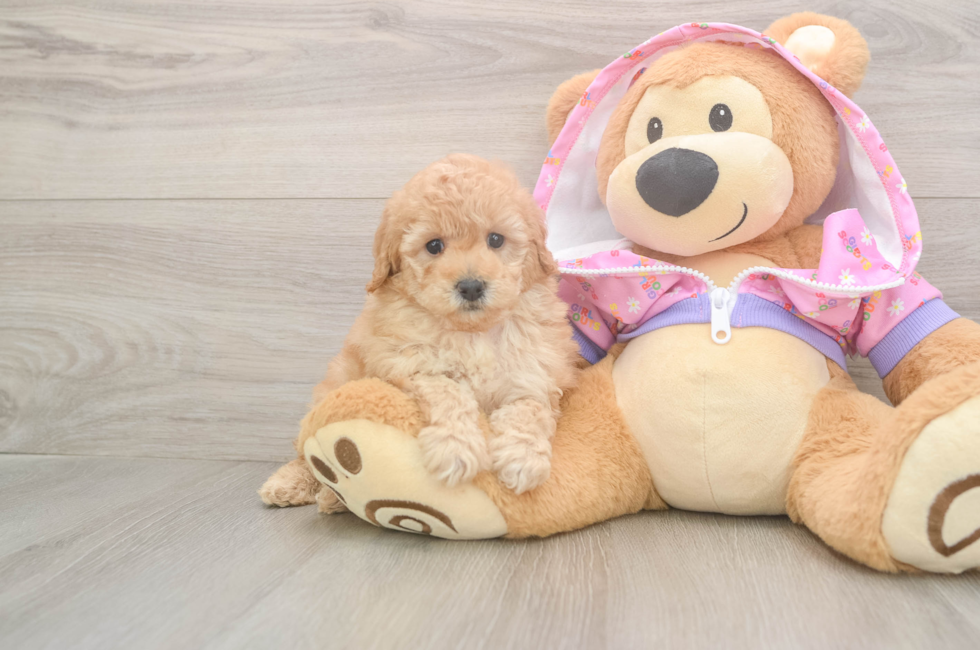 5 week old Poodle Puppy For Sale - Premier Pups