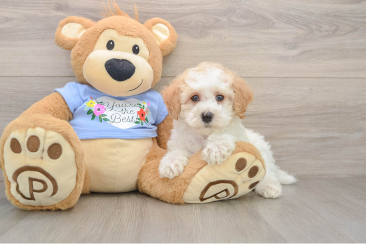 Poodle Puppy for Adoption