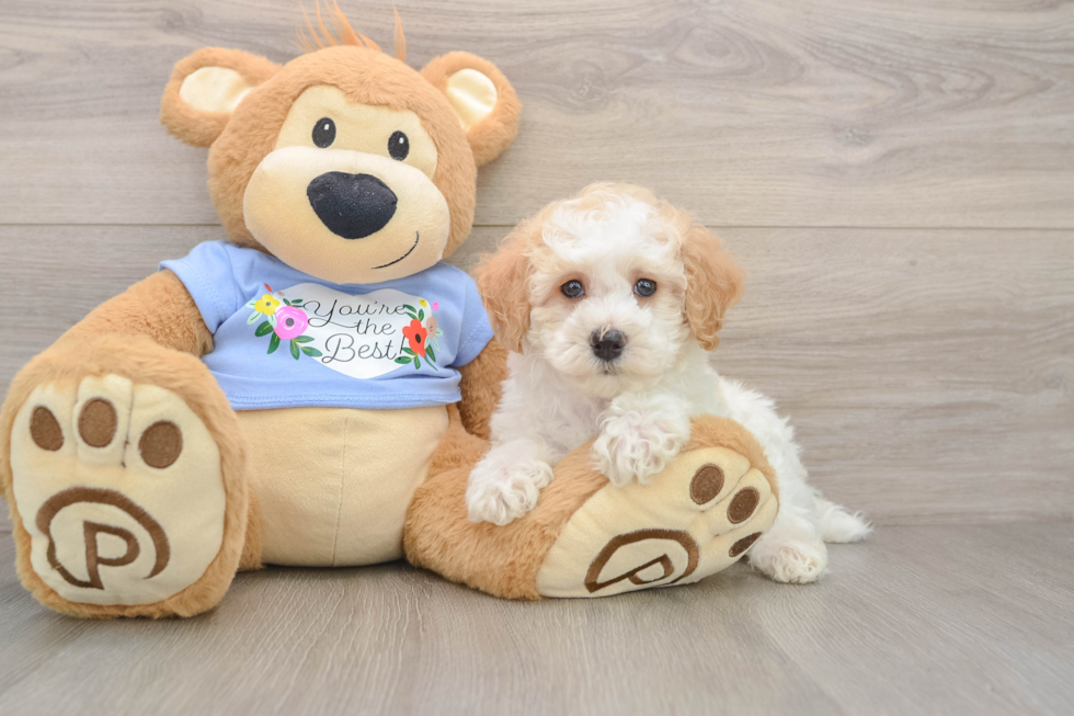 Poodle Puppy for Adoption