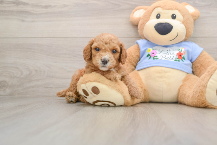Poodle Pup Being Cute