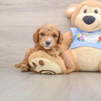 Poodle Pup Being Cute