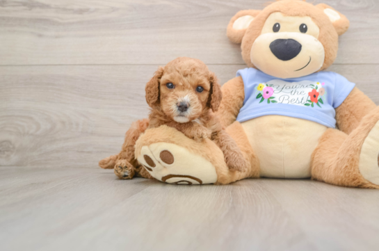 Poodle Pup Being Cute