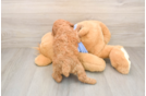 Poodle Puppy for Adoption