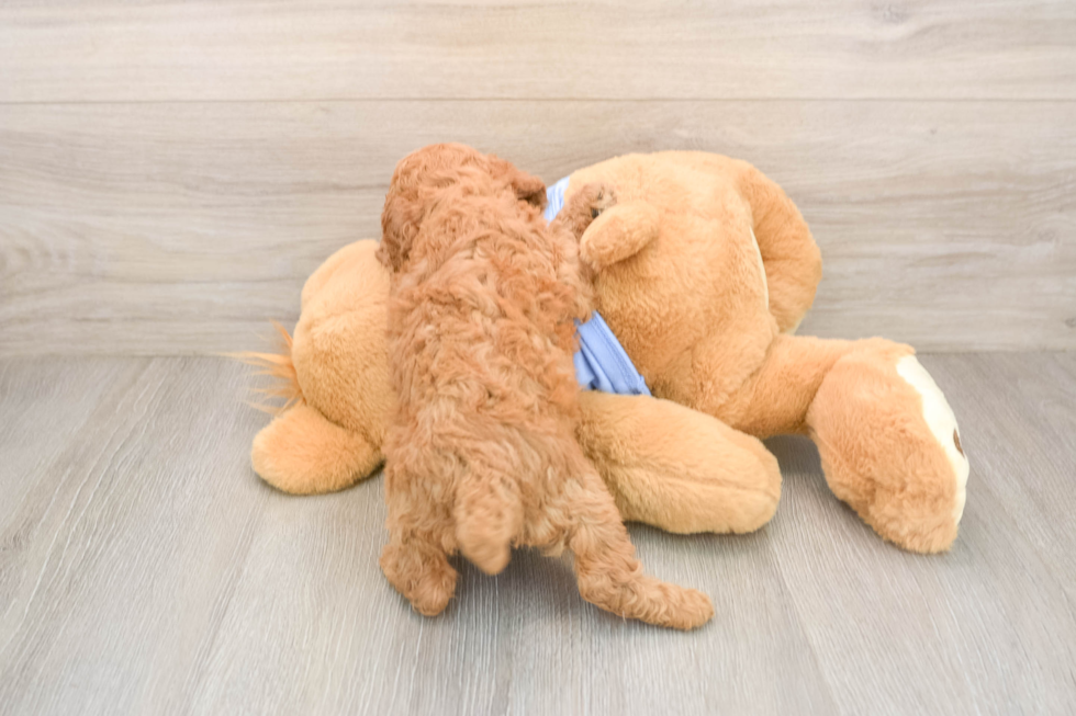 Poodle Puppy for Adoption
