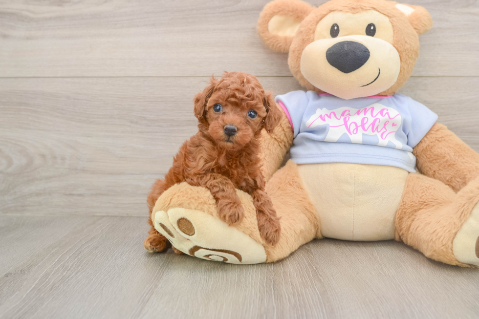 Little Poodle Purebred Pup