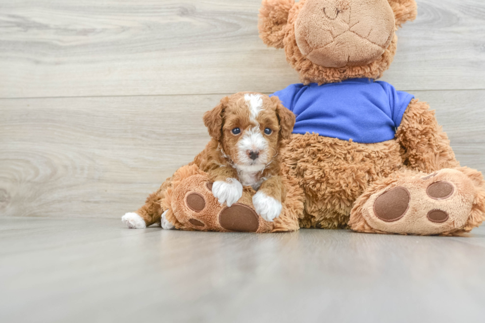 Poodle Puppy for Adoption