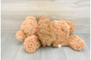 Happy Toy Poodle Purebred Puppy