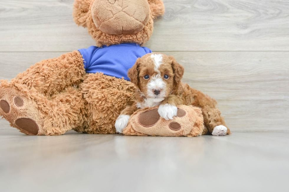 5 week old Poodle Puppy For Sale - Premier Pups