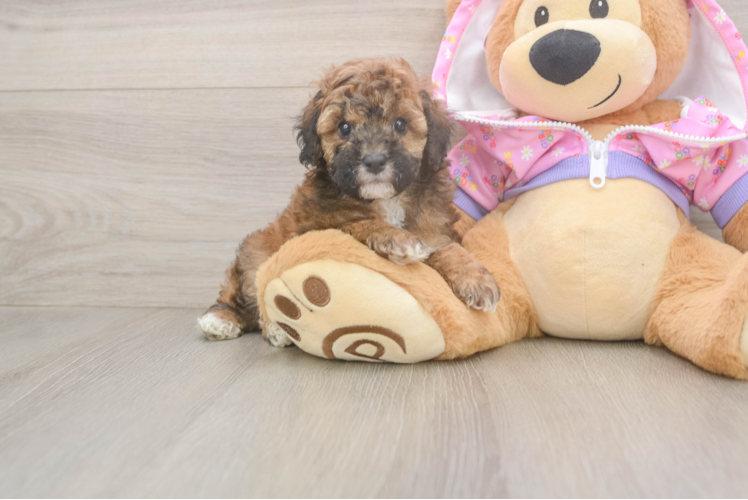 Poodle Puppy for Adoption