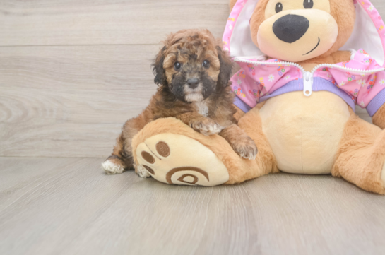 Poodle Puppy for Adoption