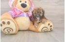 Funny Poodle Purebred Pup