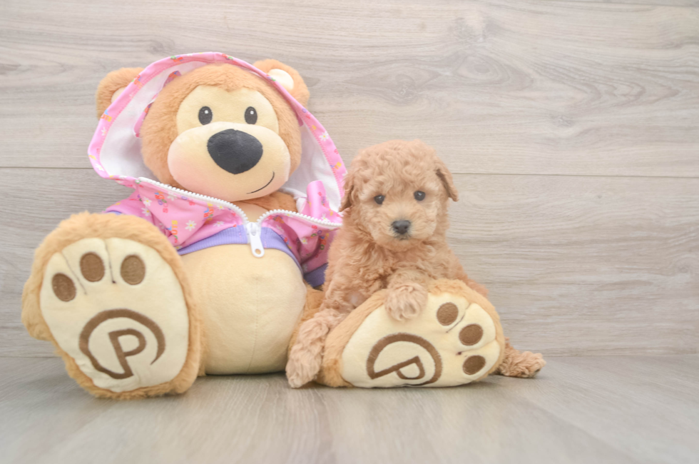 5 week old Poodle Puppy For Sale - Premier Pups