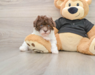 6 week old Poodle Puppy For Sale - Premier Pups
