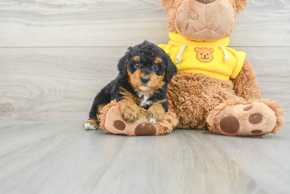 Friendly Poodle Baby