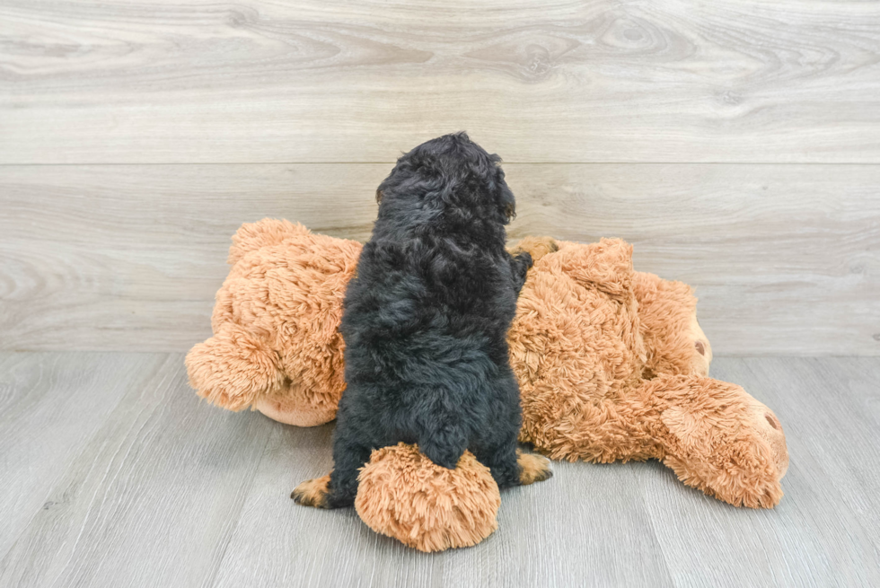 Funny Poodle Purebred Pup