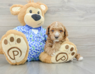 6 week old Poodle Puppy For Sale - Premier Pups