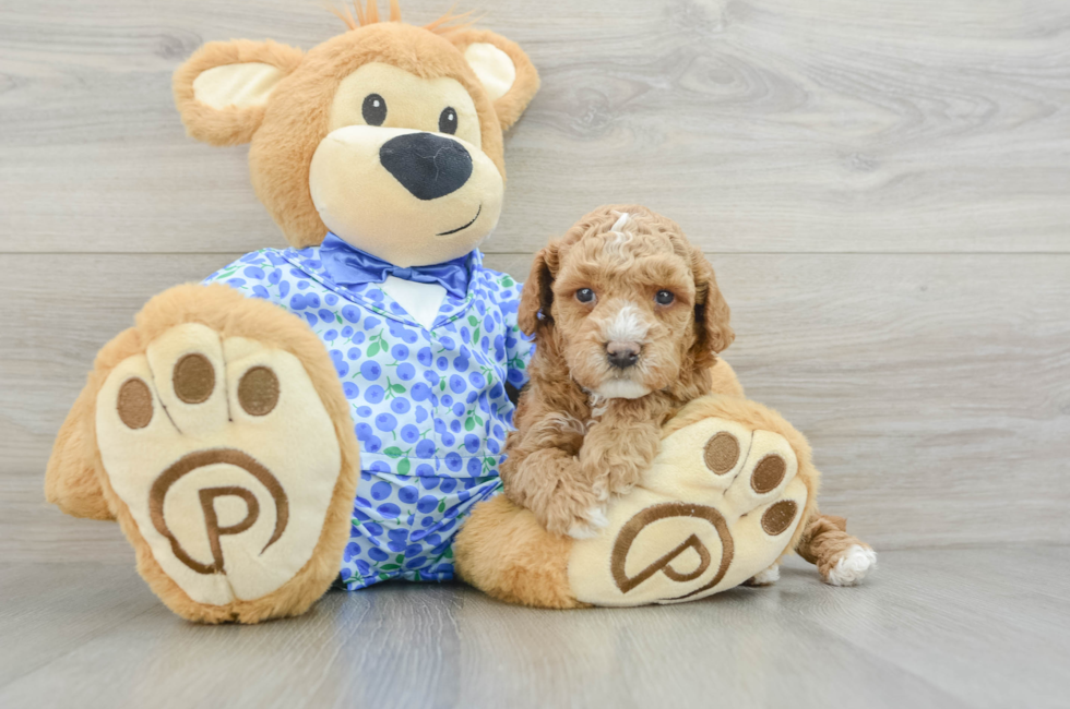 8 week old Poodle Puppy For Sale - Premier Pups