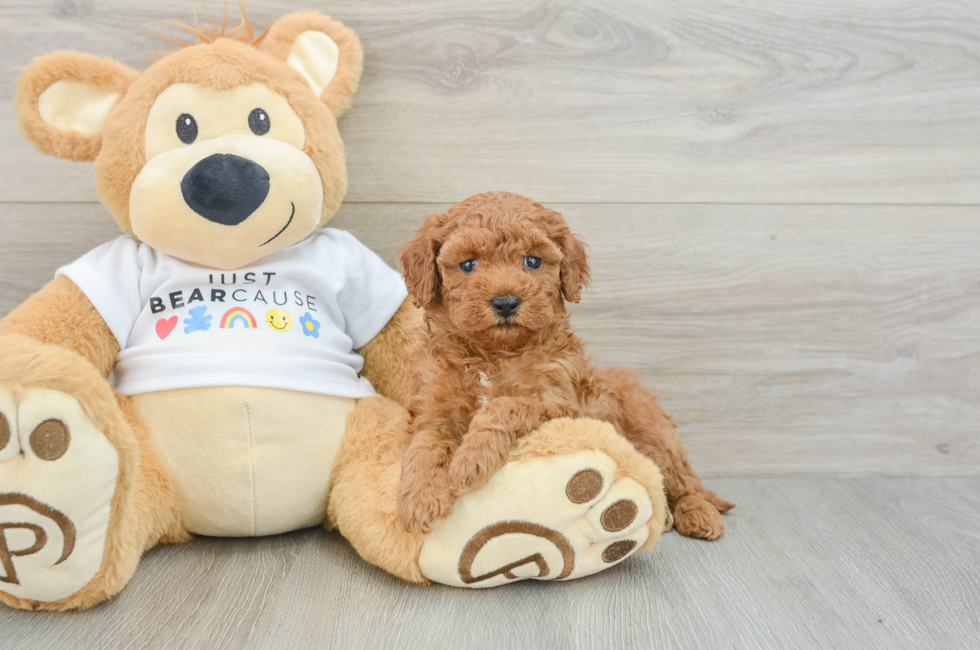 5 week old Poodle Puppy For Sale - Premier Pups