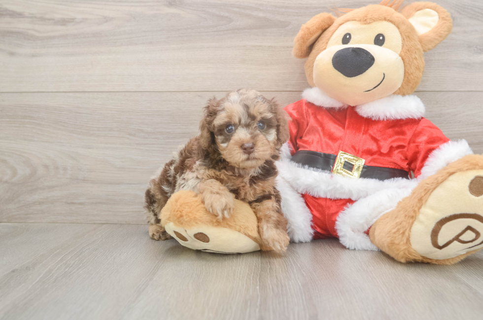 5 week old Poodle Puppy For Sale - Premier Pups