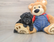 6 week old Poodle Puppy For Sale - Premier Pups