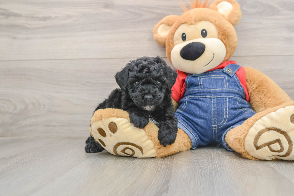 Poodle Pup Being Cute