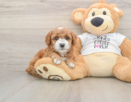 8 week old Poodle Puppy For Sale - Premier Pups