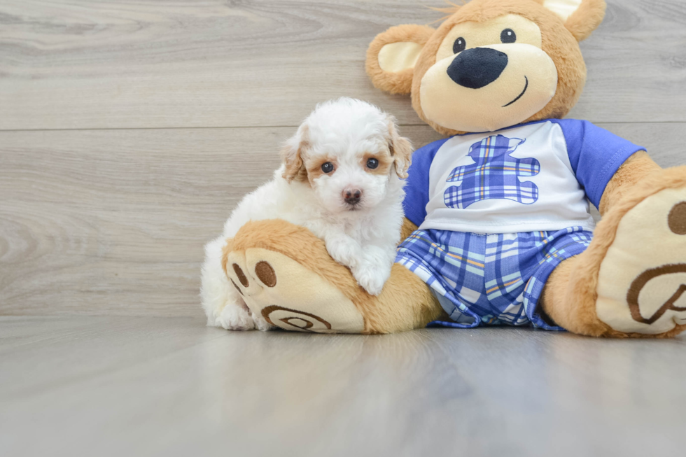 Small Poodle Purebred Pup