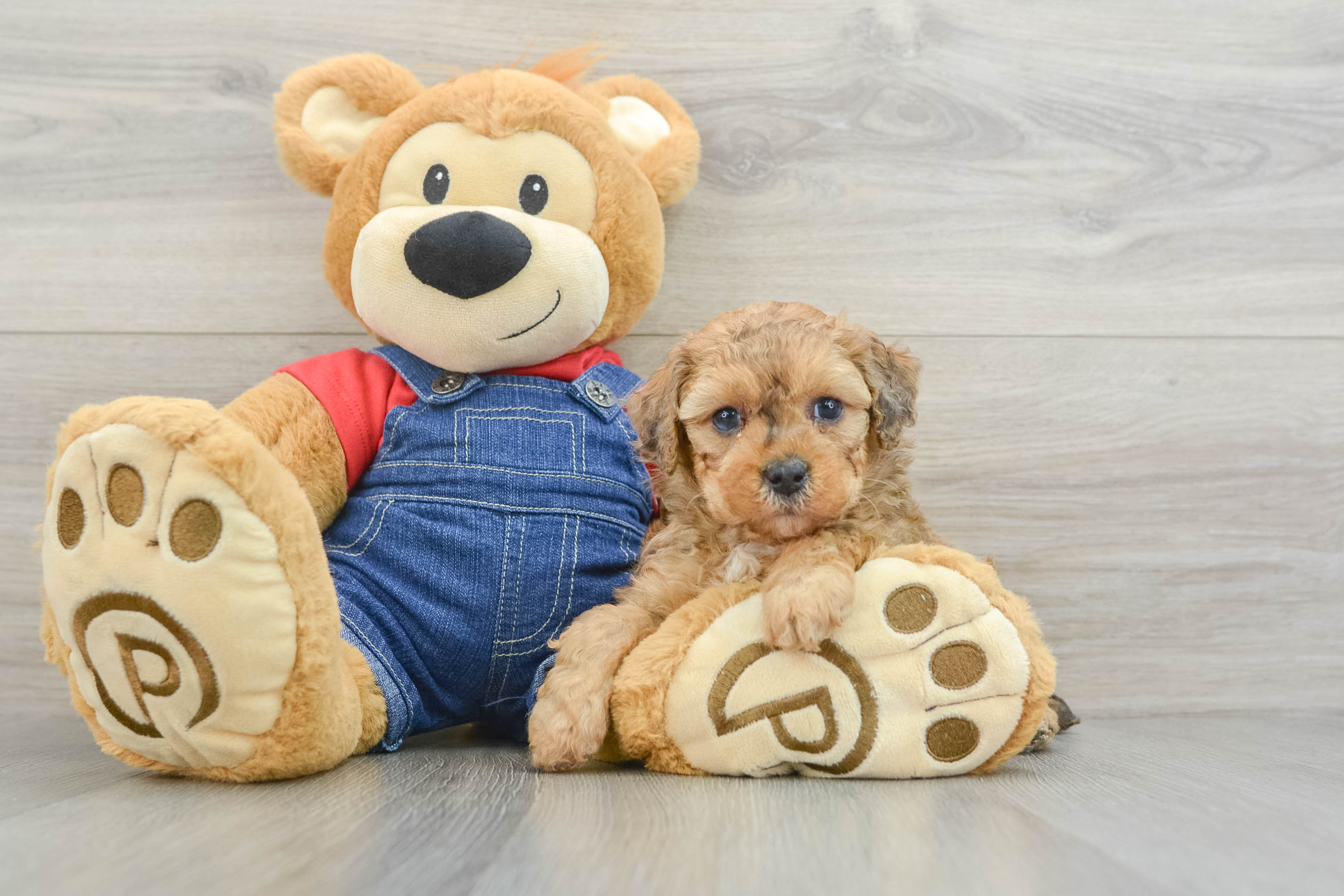 Energetic Toy Poodle Purebred Puppy