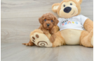 Small Poodle Purebred Pup