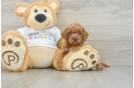 Cute Pudle Purebred Puppy