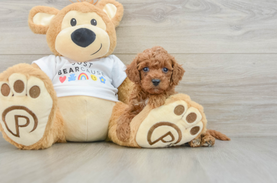 Cute Pudle Purebred Puppy