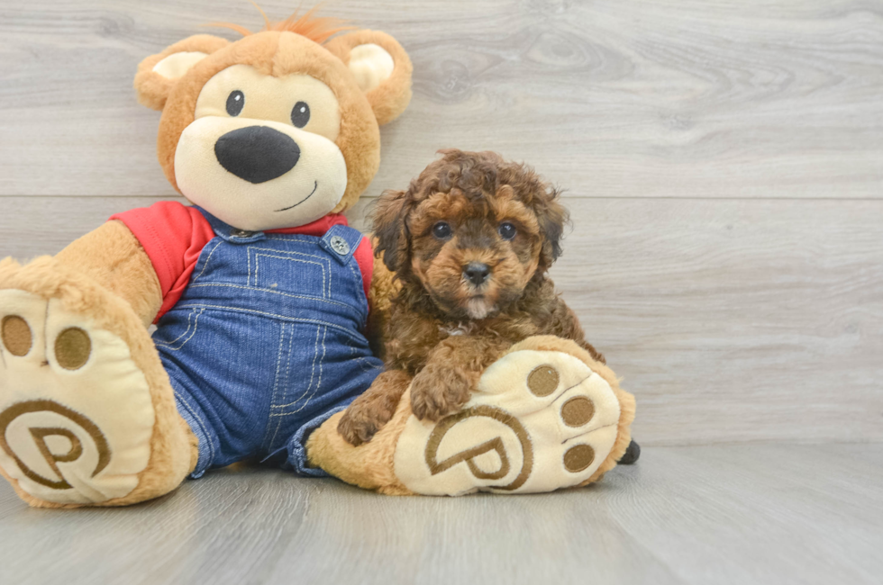 5 week old Poodle Puppy For Sale - Premier Pups