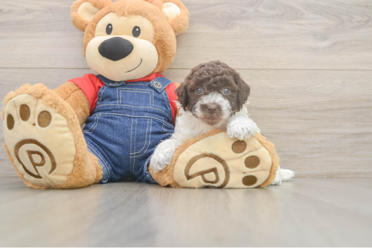 Akc Registered Poodle Purebred Pup