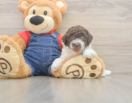 7 week old Poodle Puppy For Sale - Premier Pups
