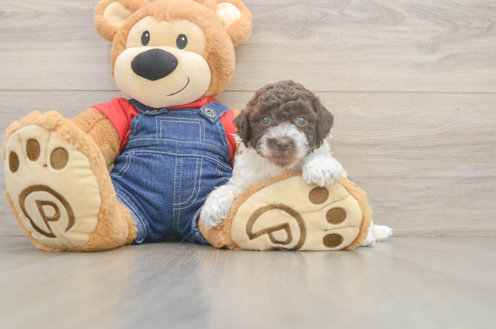 5 week old Poodle Puppy For Sale - Premier Pups