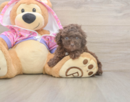 7 week old Poodle Puppy For Sale - Premier Pups