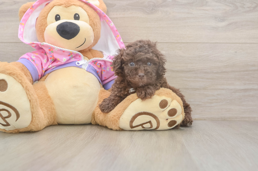 5 week old Poodle Puppy For Sale - Premier Pups
