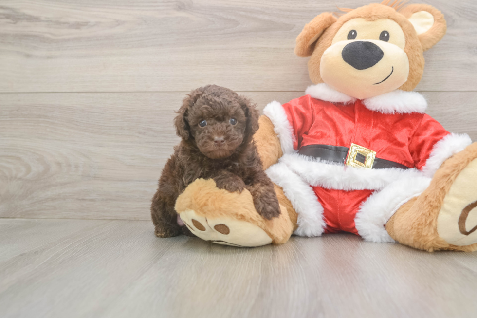 Poodle Puppy for Adoption