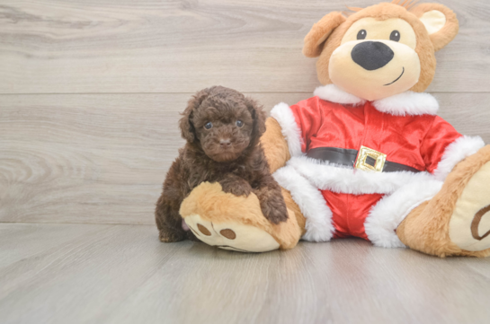 Poodle Puppy for Adoption