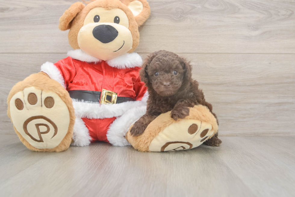 Little Poodle Purebred Pup