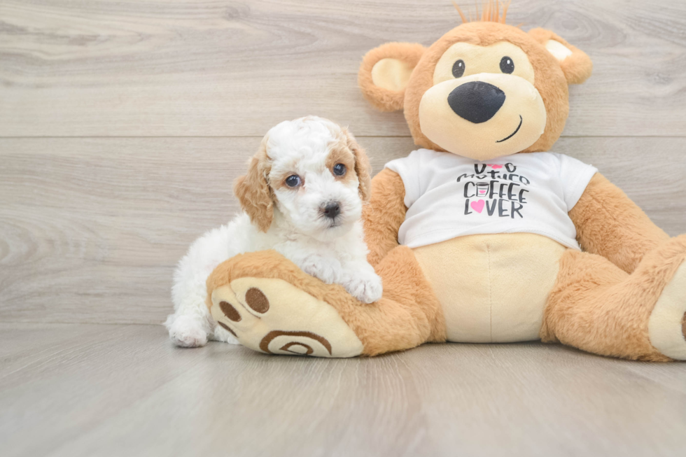 Best Poodle Baby