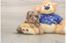 Cute Pooodle Purebred Puppy