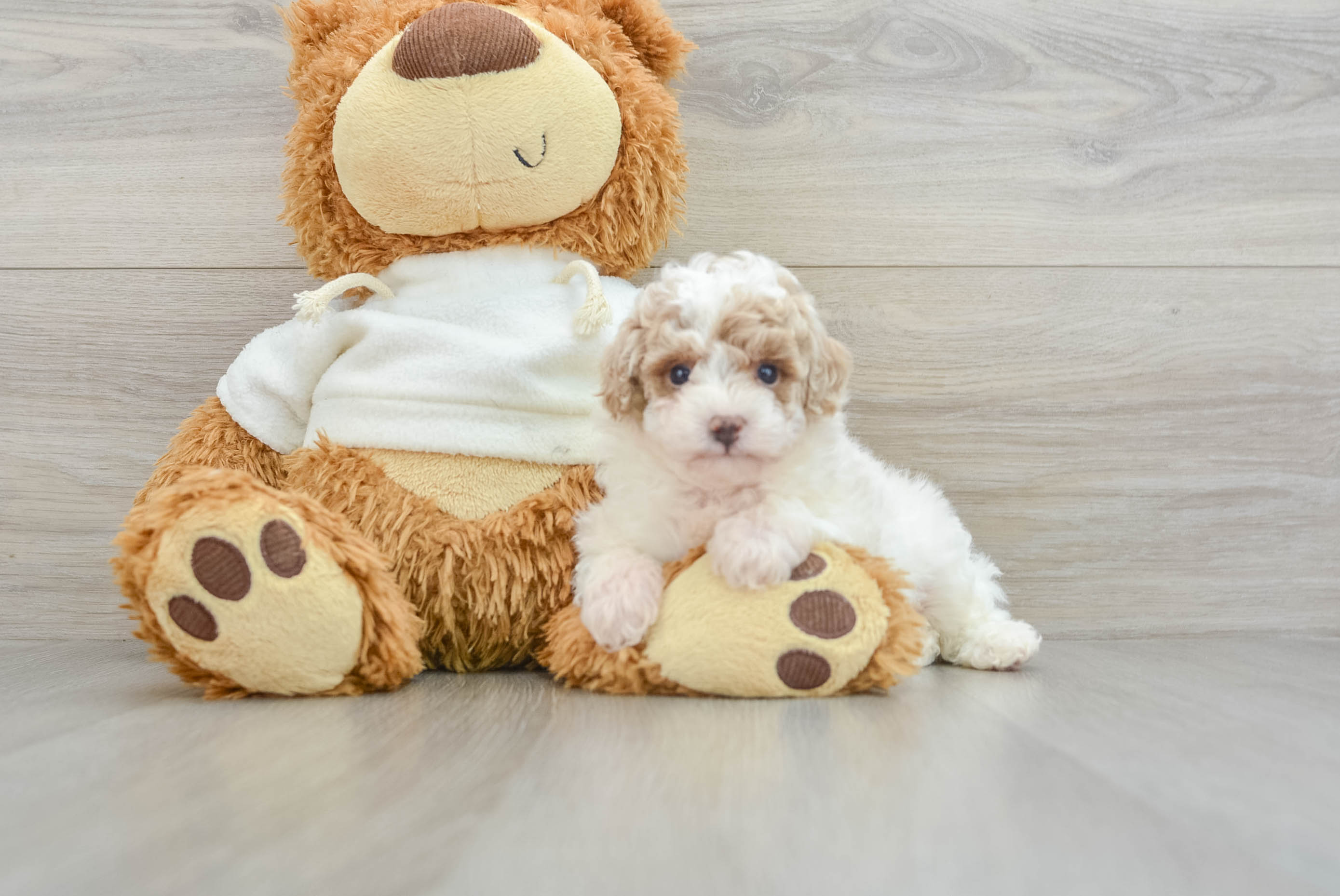 Smart Pooodle Purebred Puppy