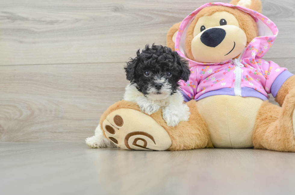 7 week old Poodle Puppy For Sale - Premier Pups