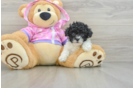 Adorable Toy Poodle Purebred Puppy